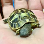 赫曼抓抓的沙龍