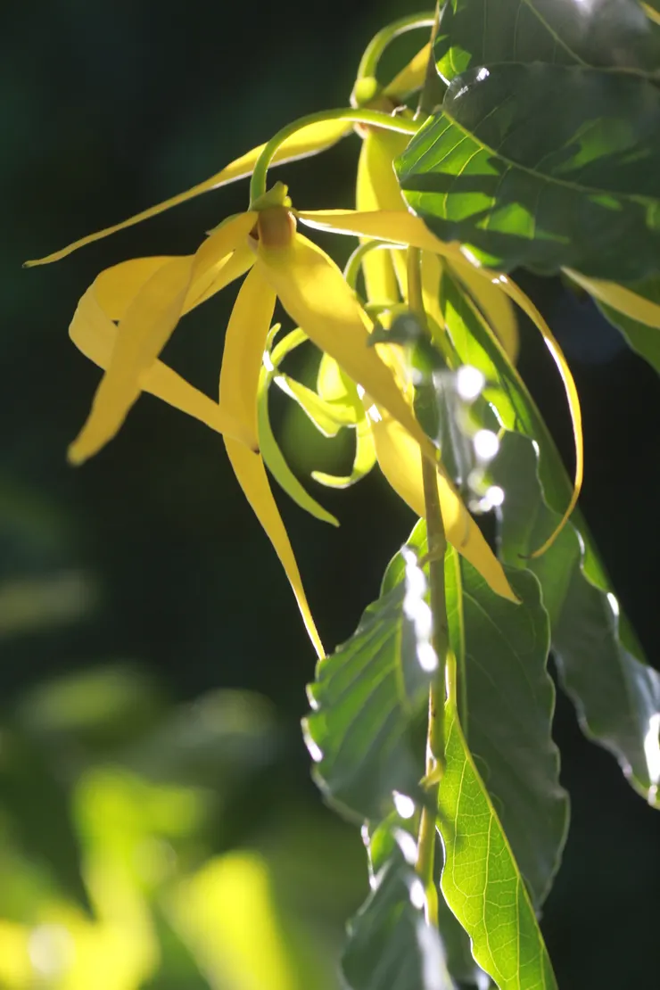 很多人其實對原始依蘭的氣味是有排拒性的，通常要經過適當調香才會被接受。