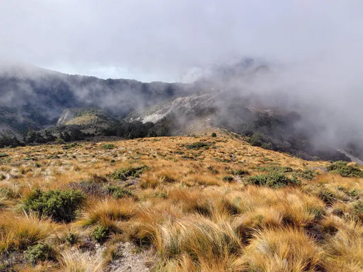 卑南主山南稜的玉山針藺黃金草原。(Photo by. SHARP AQUOS sense8)