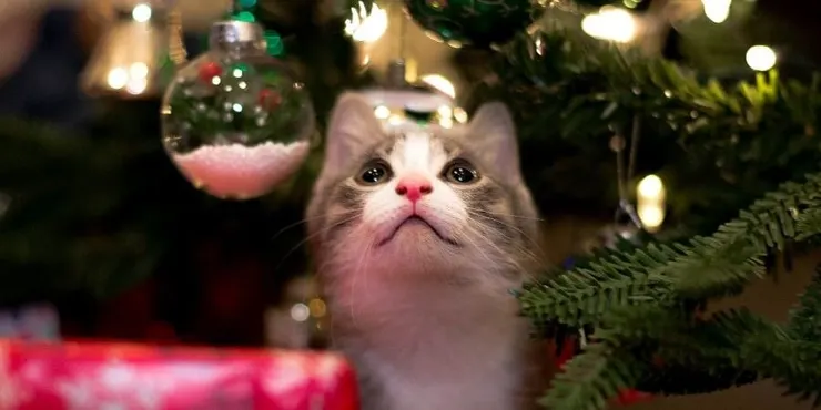 圖片來源：kevin turcios on Unsplash