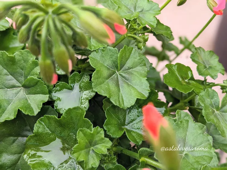  『垂葉天竺葵』的盾形葉片，中心有深色斑紋