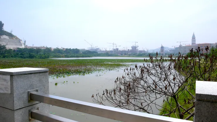 紅樹林不見了，對面被填海蓋起了建築，包括威尼斯人酒店