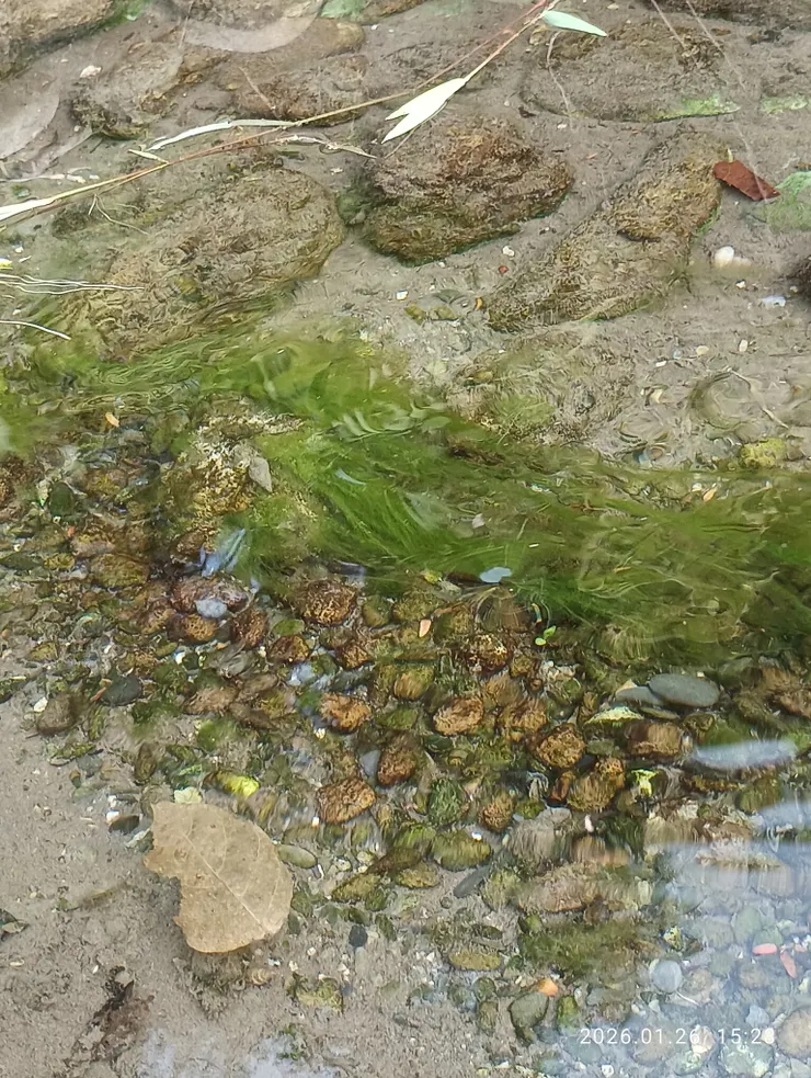 順流從容心安住