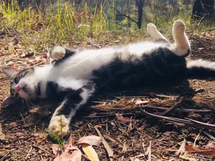 在路上翻肚討摸的Sunny