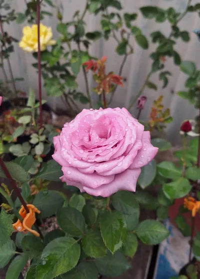 【園藝生活隨筆】冬天真是平地玫瑰的季節!