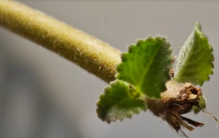 不用大院子、不用高預算、不用天天盯著，只要抓對幾個簡單技巧，租房黨、上班族、手殘黨都能輕鬆擁有一片屬於自己的綠