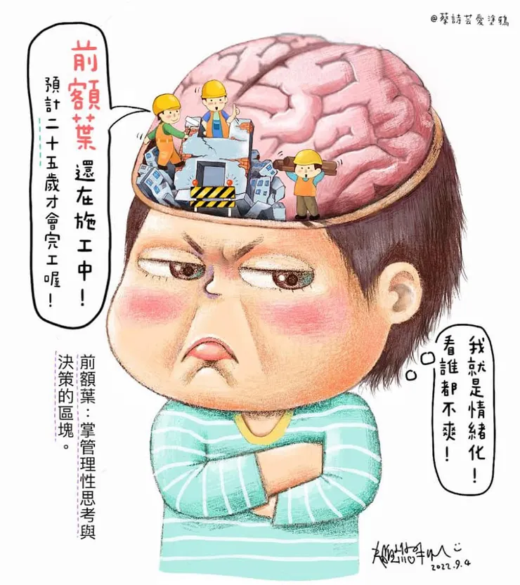 施工中的大腦前額葉，處理思考/決策/計畫/判斷區塊還未成熟