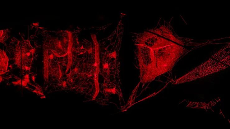 〈如何將宇宙編入一張蜘蛛網〉(How to Entangle the Universe in a Spider/Web?) Xing Yu / Red Brick