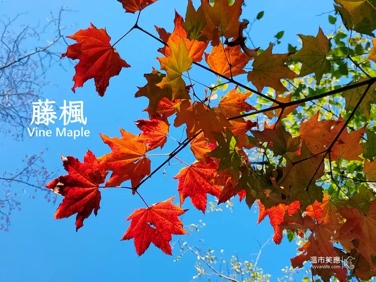 森林裡最常見的楓樹，通常五葉連掌，樹枝成藤蔓狀