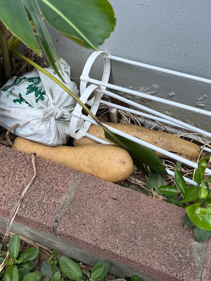 2026/03/17 很像義肢的玩意