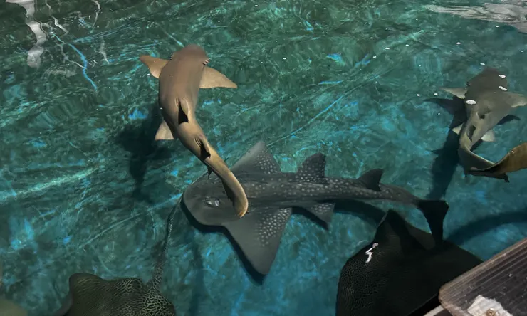 拍攝於2025年6月17日，宜蘭 金車水產養殖中心