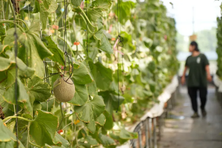 泰鶴農場的網紋洋香瓜溫室