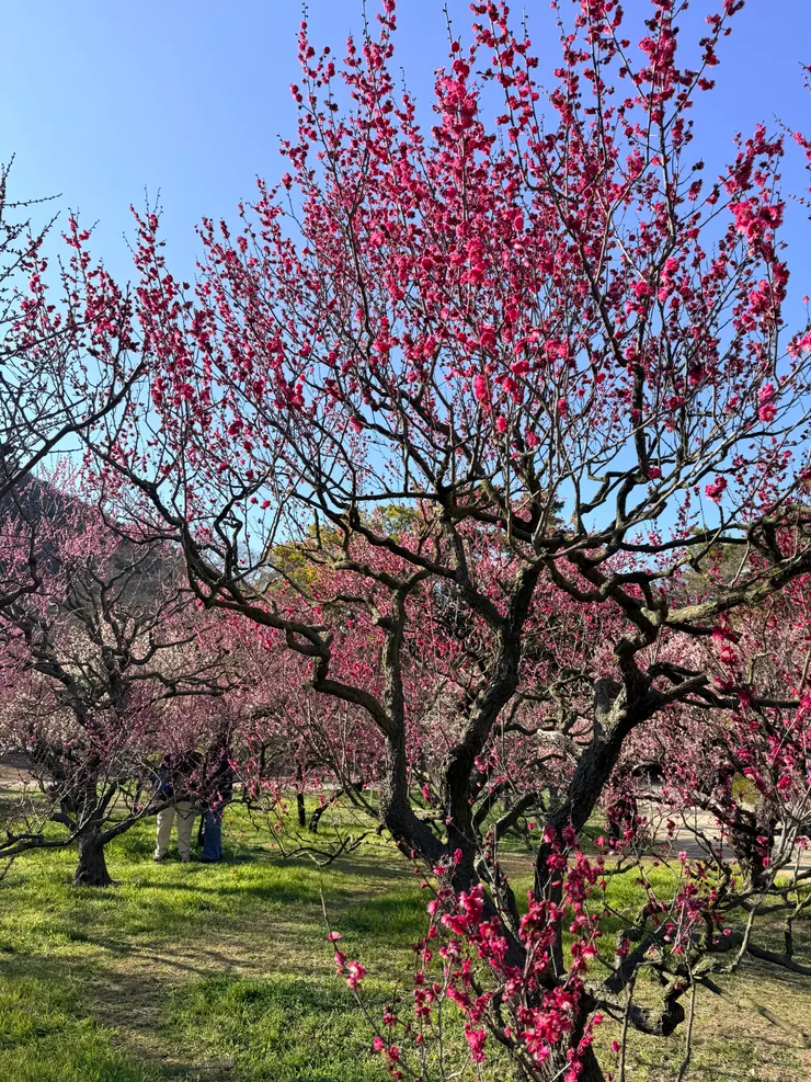 栗林公園裡面的梅林