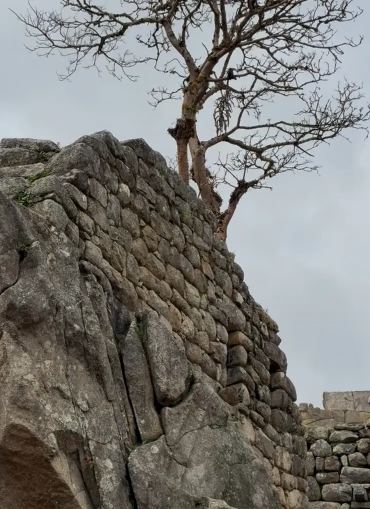 在禿鷹神廟遇到第二隻野生chinchilla，這次又離小動物更近了！