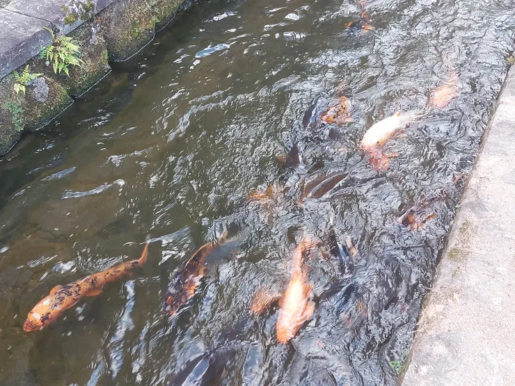 瀨戶川裡面的樣子，可以看到水質非常清澈，鯉魚也非常多