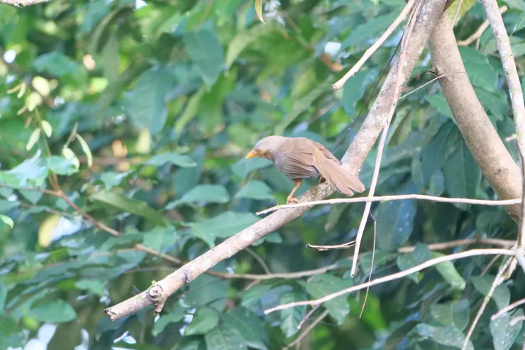 Sri Lanka Rufous Babbler 斯里蘭卡獨有種