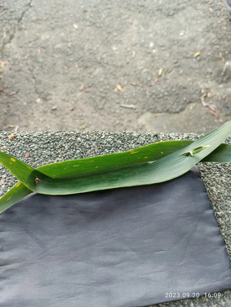 兒幼簡串底竹葉小船於記憶中輕_放_流_飄~~~~