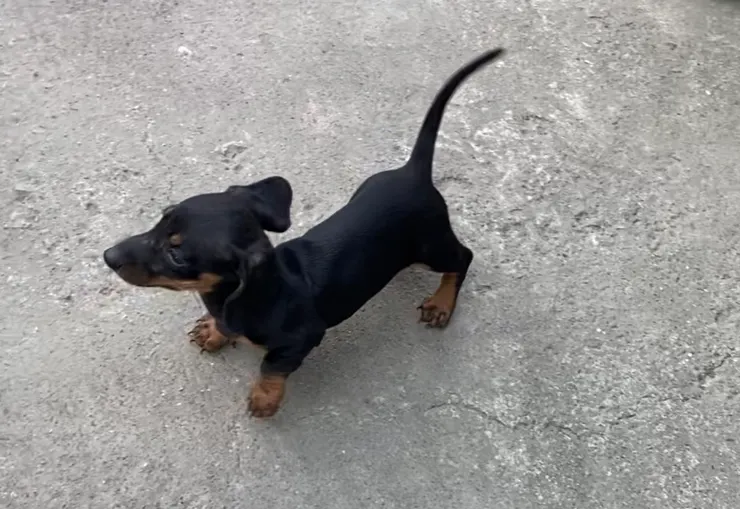 天啊！牠從圍籬縫隙鑽出來了😱