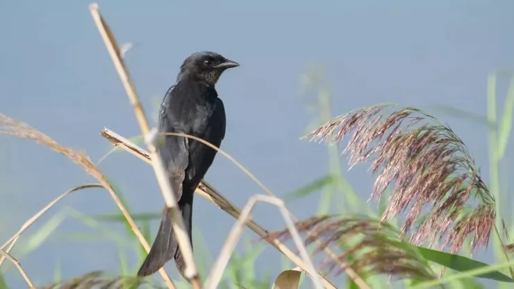 咀沒有明顯下彎，尾開叉很大是黑卷尾