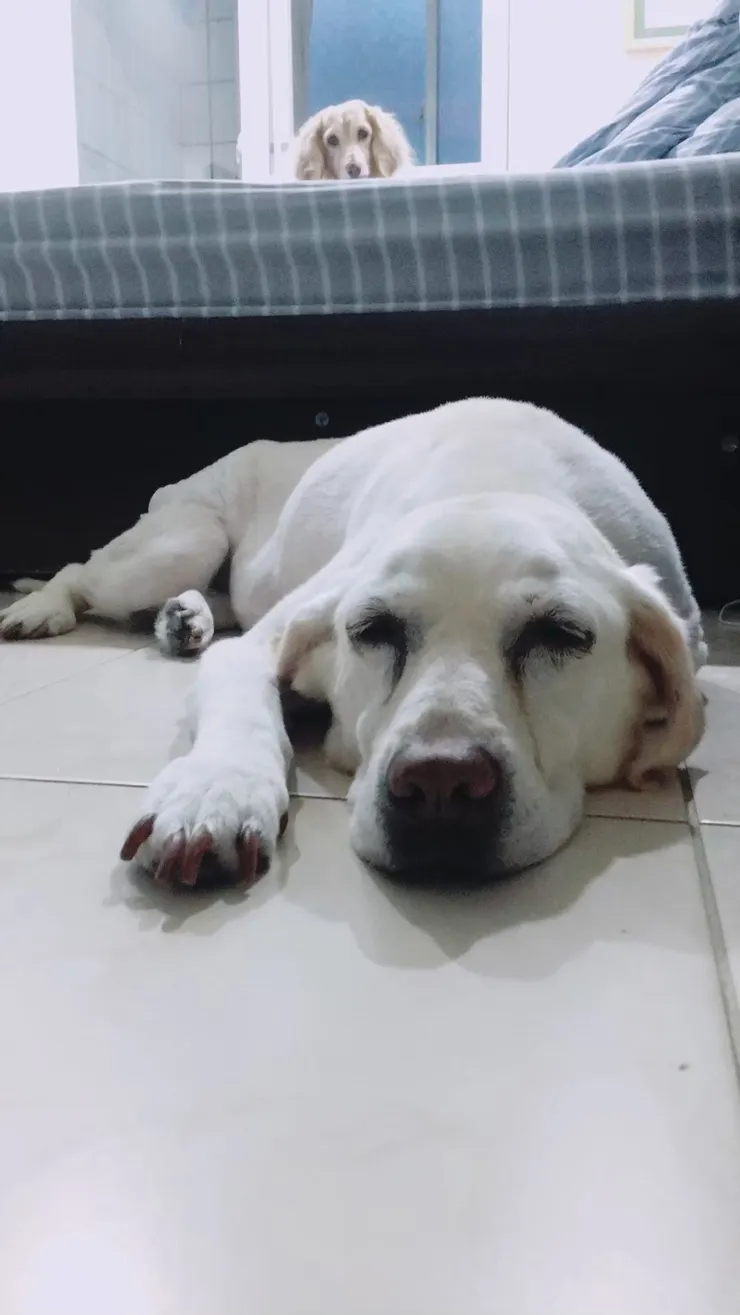 鄭妮妮是爸比永遠的寶貝(妮妮爸爸提供)