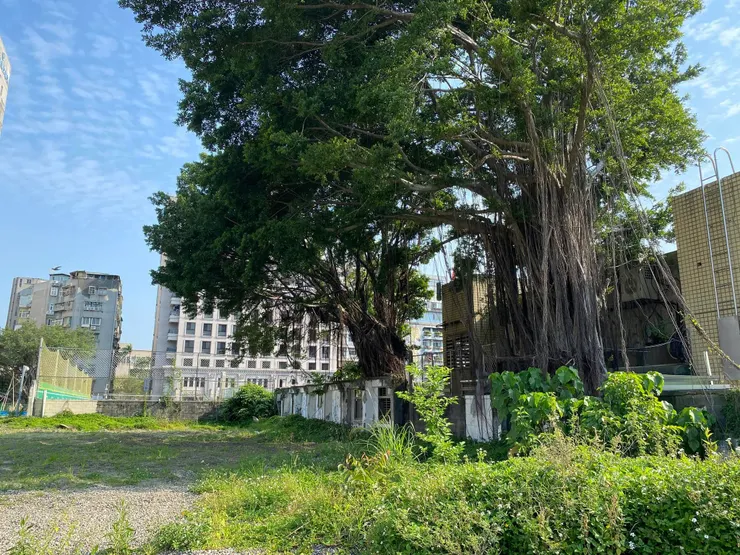 AIT信義路辦公室現今是一片空地，留下幾棵老榕，見證歲月的遷徙。（2025年。筆者拍攝）