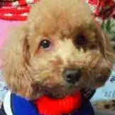 板橋阿嬤的沙龍