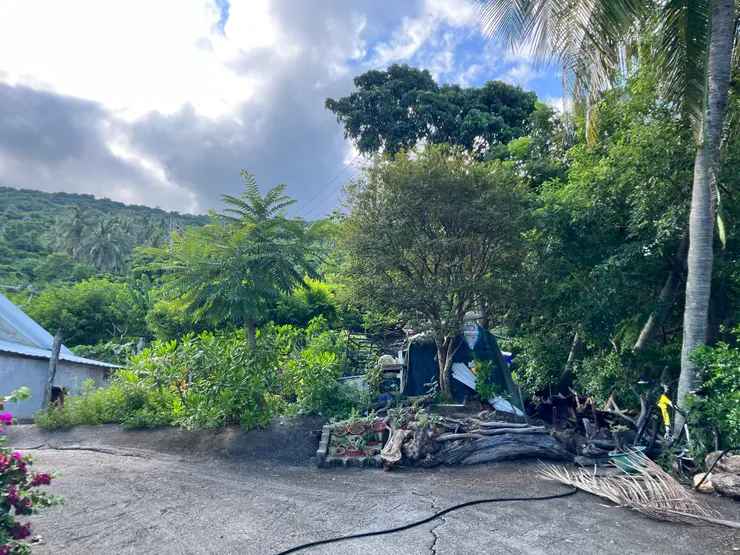 葉子葉之後再處理,太大片了