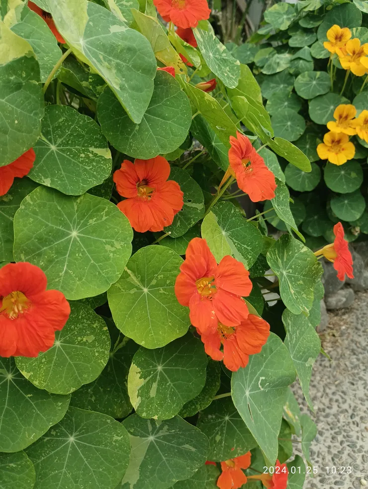 台東市原民會館，自拍攝，金蓮花