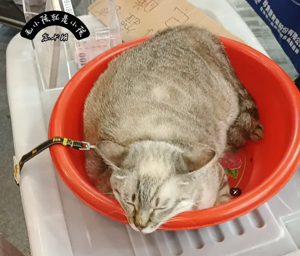 住在 10 坪套房就不能養貓？錯！坪數不重要，重要的是「立方米」