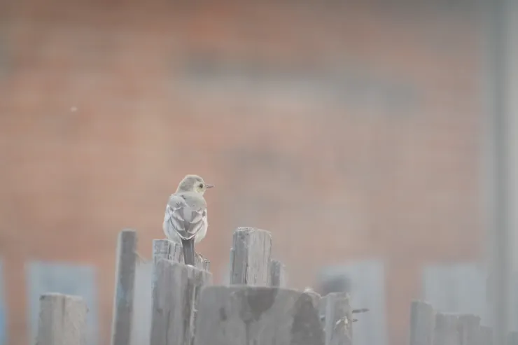 白鶺鴒幼鳥
