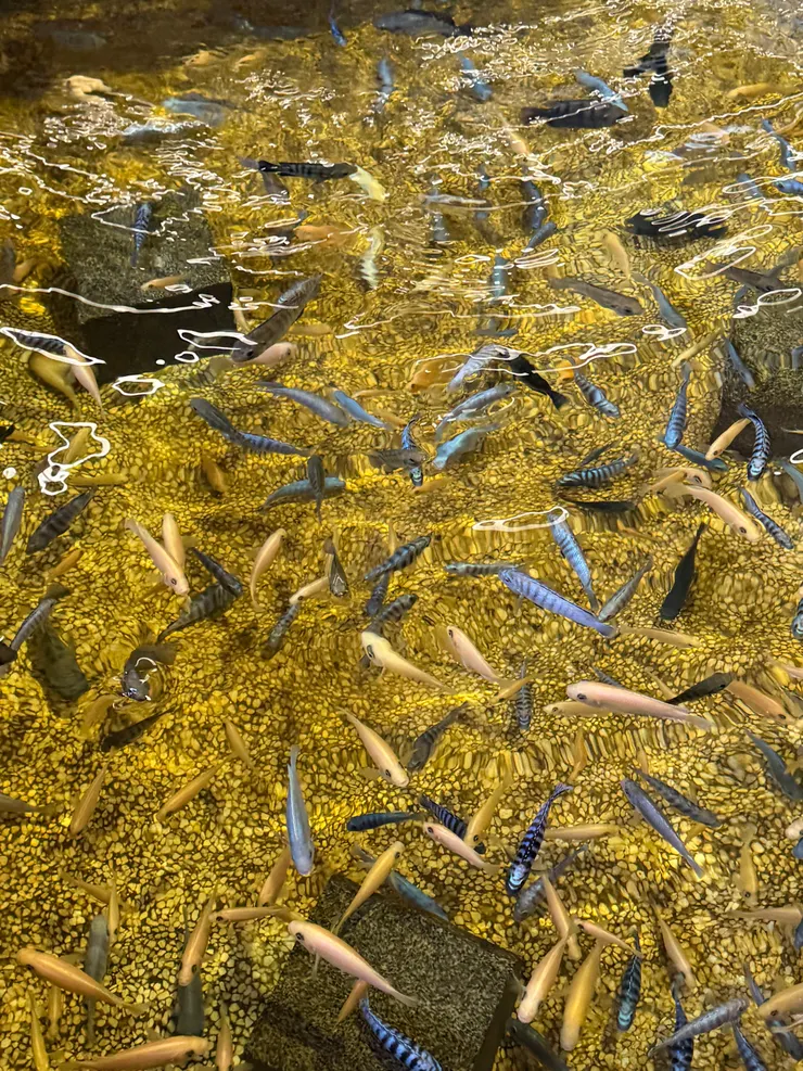 2026/01/10 咬腳的魚