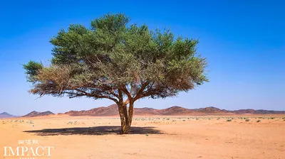 Tabby的寬闊之地