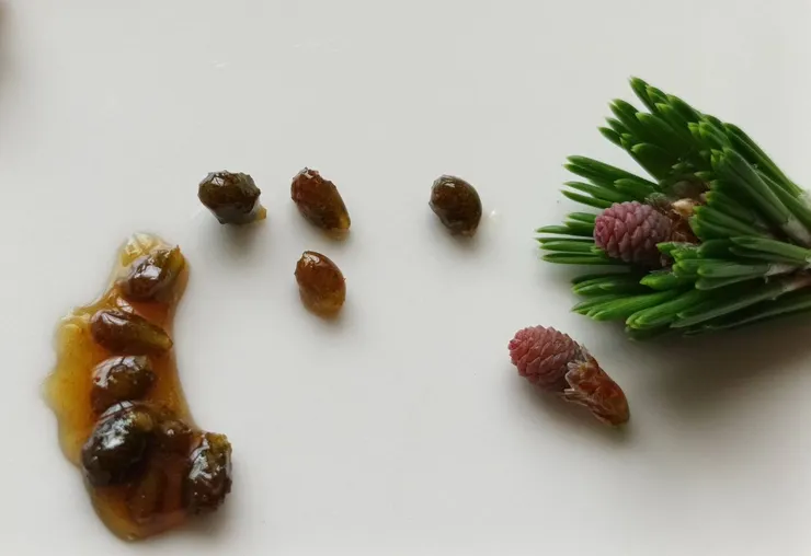蜜煎之後的松樹雌蕊，風味佳妙