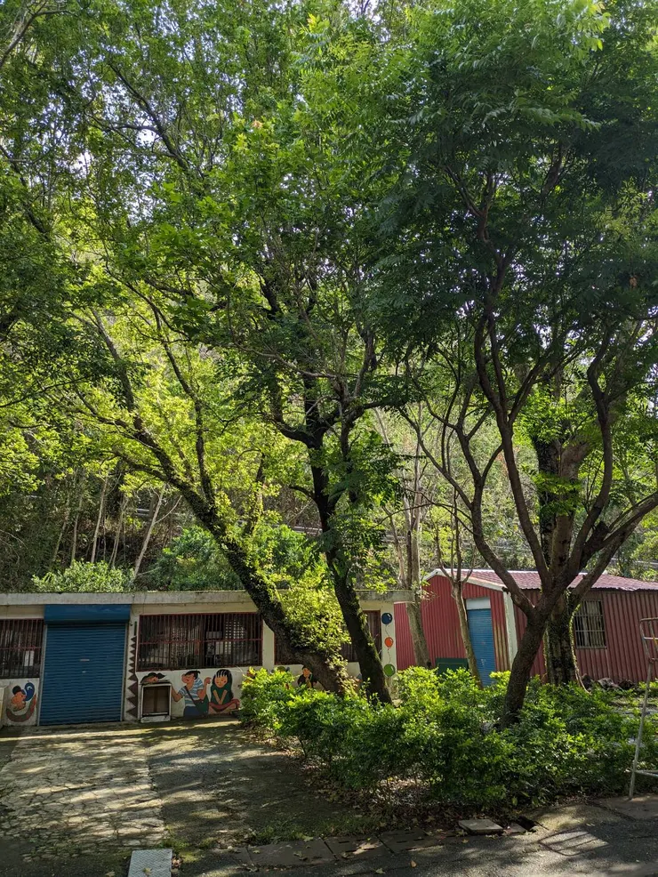 早上的陽光篩過綠葉,是不是接近妳心裡想像的風景?