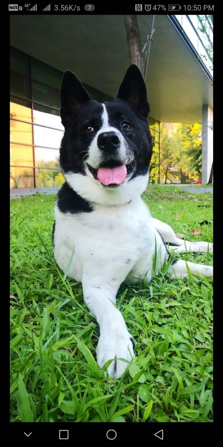 媽咪形容Cooper像個約會神器(Cooper媽咪提供)