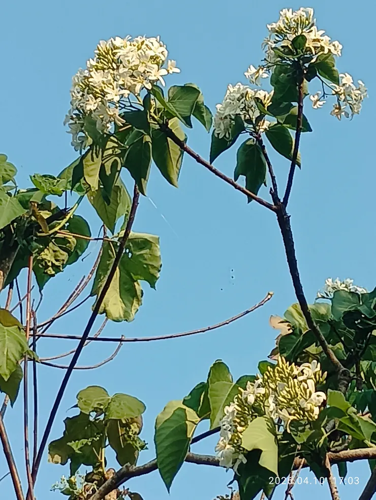 “千年桐”花開