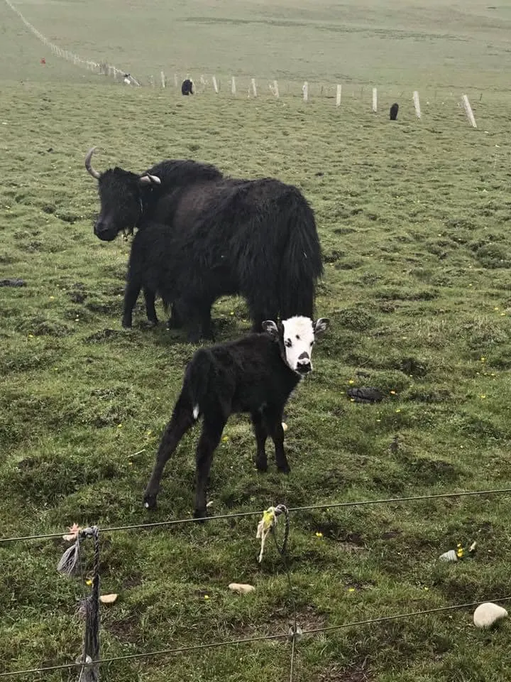 (照片:四川亞青寺)