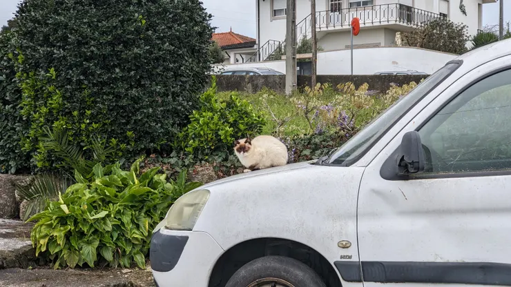 路上都很多可愛貓咪