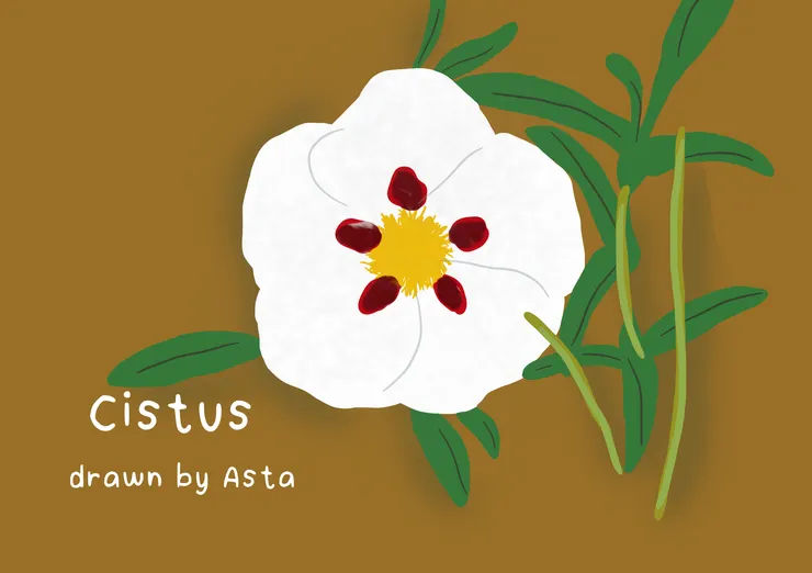 自己畫的岩玫瑰