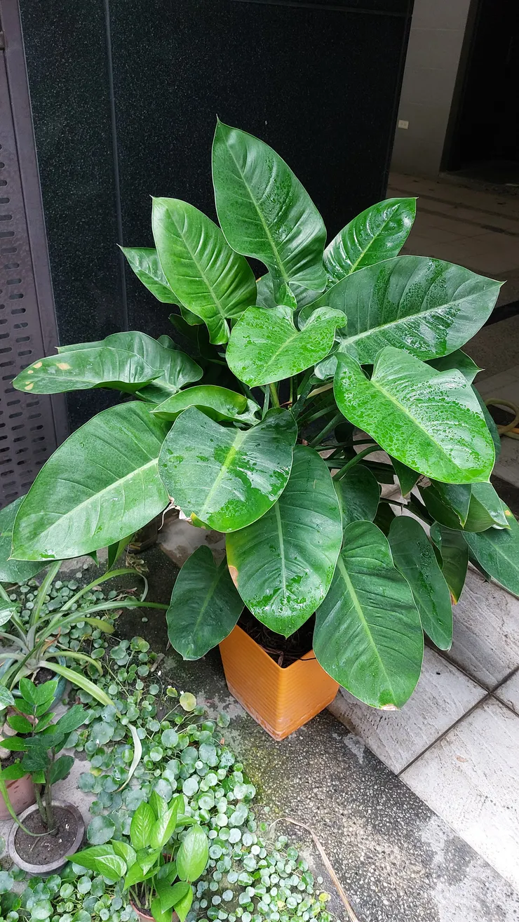 帝王綠蔓綠絨擺放門口,帝王般氣勢,希望萬事如意、財源廣進