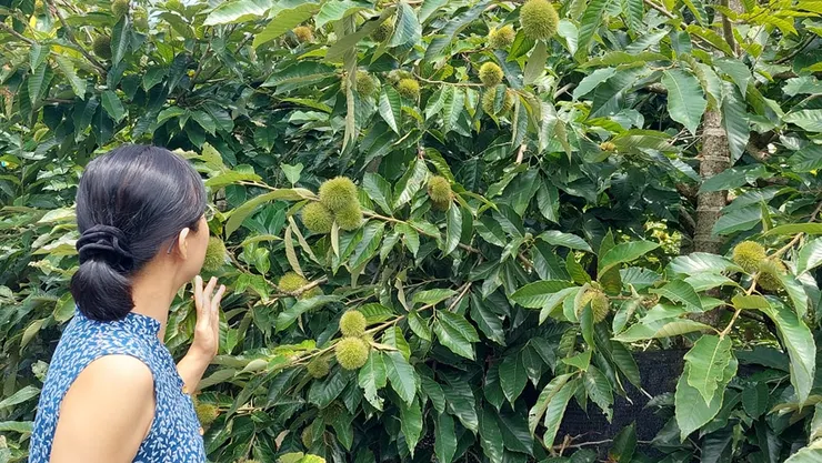 長滿一樹綠色「海膽」的栗子樹，正要進入成熟階段，開啟最佳賞味期。