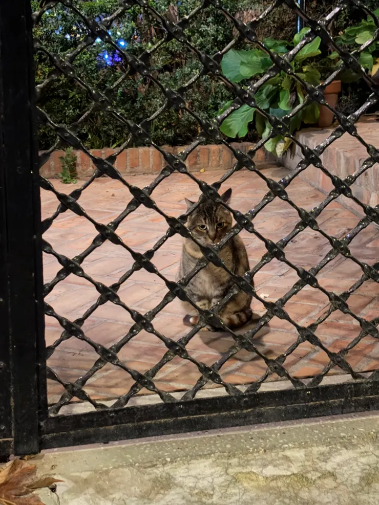 隨處可見的小貓