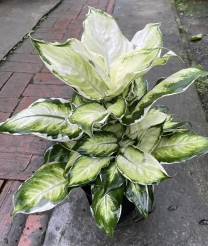 白頂的冰山美人黛粉葉