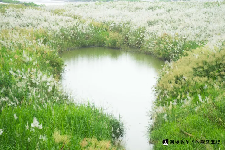 高屏溪旁的一處小水池