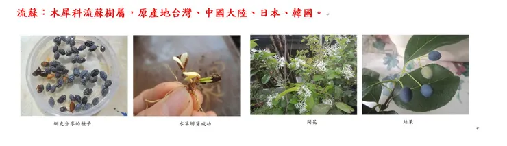 流蘇的育苗過程