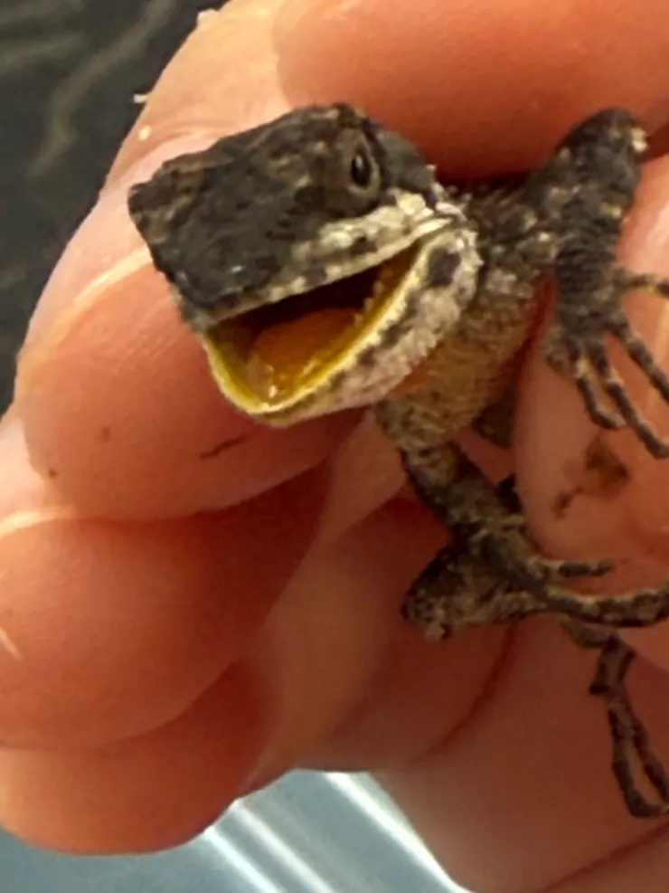 2025/09/29 山上壁虎