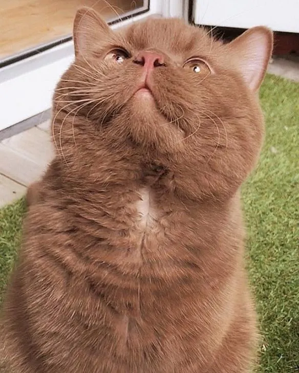 看見可愛的貓咪，心情也會得到治癒。