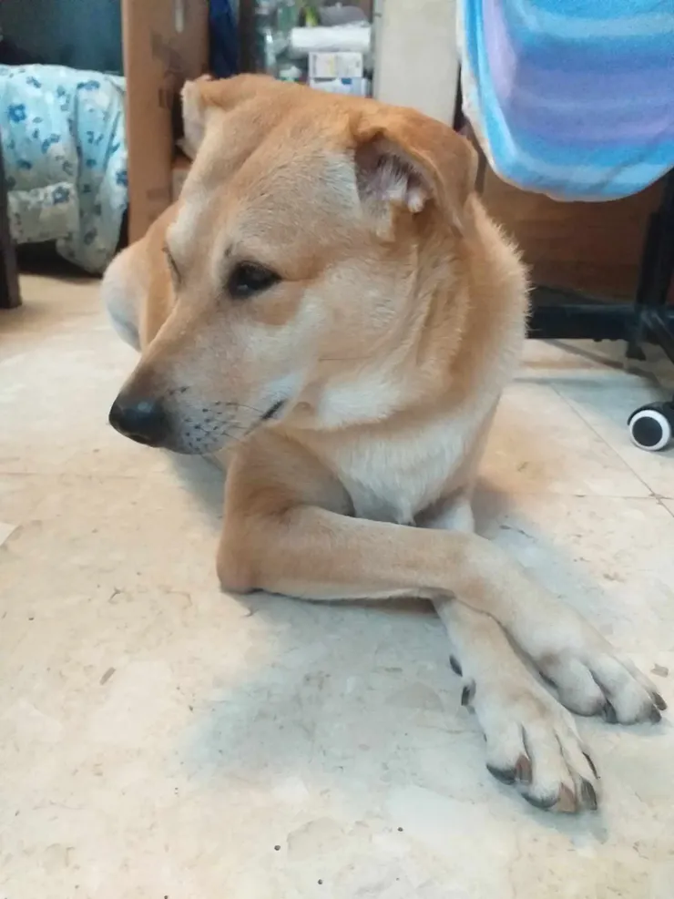 我們家的可愛狗