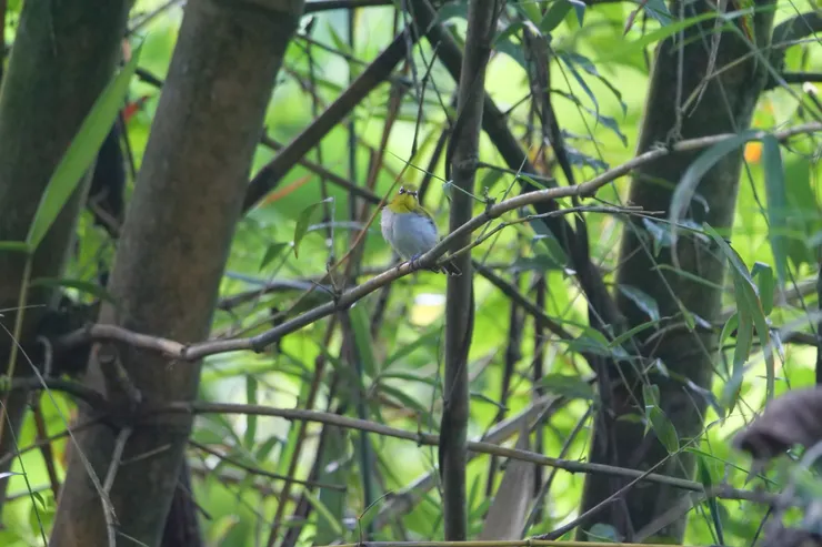 Oriental White-eye