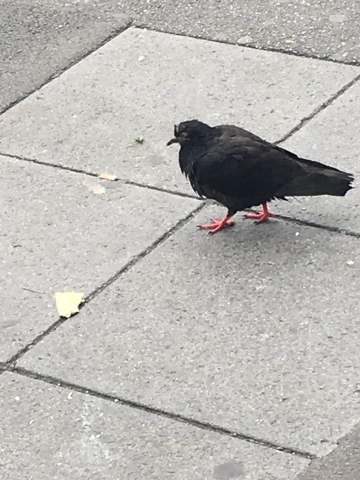 就是這隻獵奇鳥